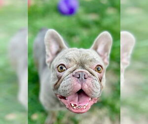 French Bulldog Dogs for adoption in Citrus Heights, CA, USA