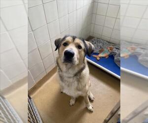 Anatolian Shepherd Dogs for adoption in Derwood, MD, USA