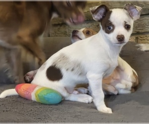 Chihuahua Puppy for sale in OREGON, WI, USA