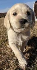 Labradoodle Puppy for sale in BAHAMA, NC, USA