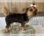 Small #3 Yorkshire Terrier