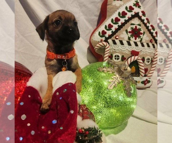 Medium Photo #2 Chiweenie Puppy For Sale in Grafton, WI, USA