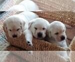 Small Photo #5 Labrador Retriever Puppy For Sale in LACEY, WA, USA
