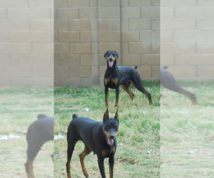 Mother of the Doberman Pinscher puppies born on 03/31/2024