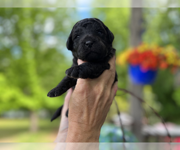Medium Photo #2 Goldendoodle Puppy For Sale in CHAMPION, NC, USA