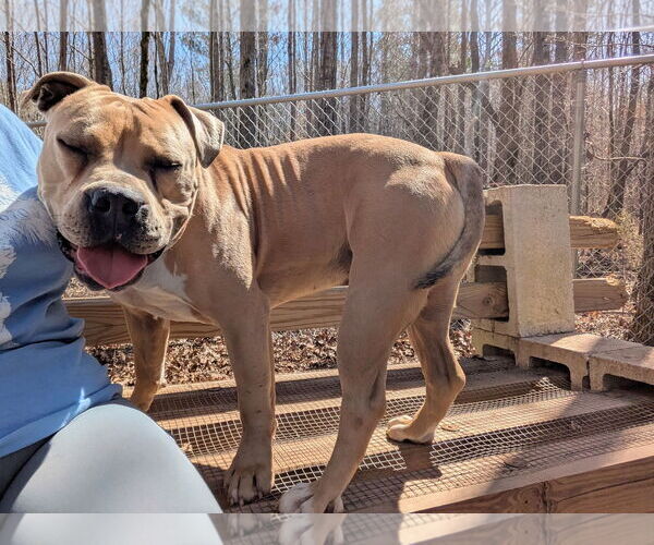 Medium Photo #2 Mutt Puppy For Sale in McCormick, SC, USA