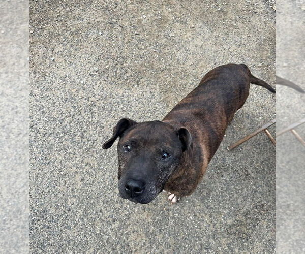 Medium Photo #4 American Pit Bull Terrier-Labrador Retriever Mix Puppy For Sale in Brewster, NY, USA
