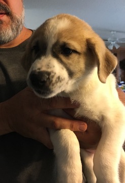 Medium Photo #1 Anatolian Shepherd Puppy For Sale in GAINESVILLE, FL, USA