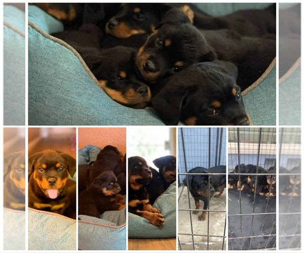 Medium Photo #1 Rottweiler Puppy For Sale in MODESTO, CA, USA