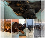 Small Photo #1 Rottweiler Puppy For Sale in MODESTO, CA, USA