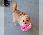 Small #5 Cairn Terrier Mix