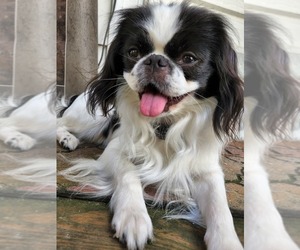 Father of the Japanese Chin puppies born on 11/26/2022