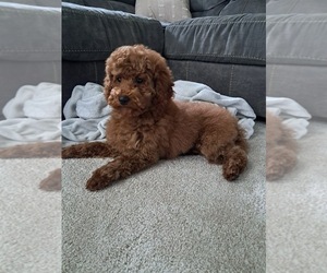 Cockapoo Puppy for sale in SUGARCREEK, OH, USA