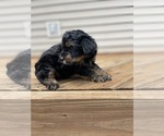 Small #7 YorkiePoo