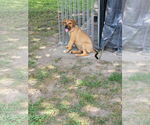 Small Beagle Mix