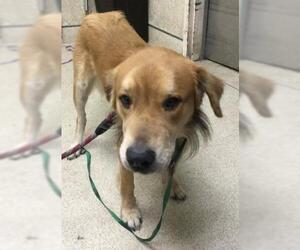 Labrador Retriever-Unknown Mix Dogs for adoption in Riverside, CA, USA