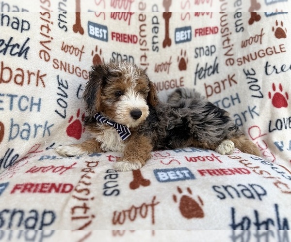 Medium Photo #10 Aussiedoodle Miniature  Puppy For Sale in LAKELAND, FL, USA