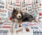 Small #9 Aussiedoodle Miniature 