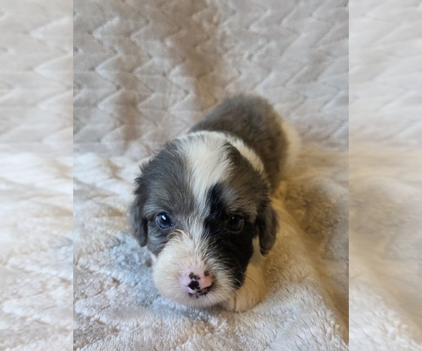 Medium Photo #10 Aussiedoodle Puppy For Sale in WILLS POINT, TX, USA