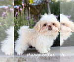 Small #4 Shih Tzu