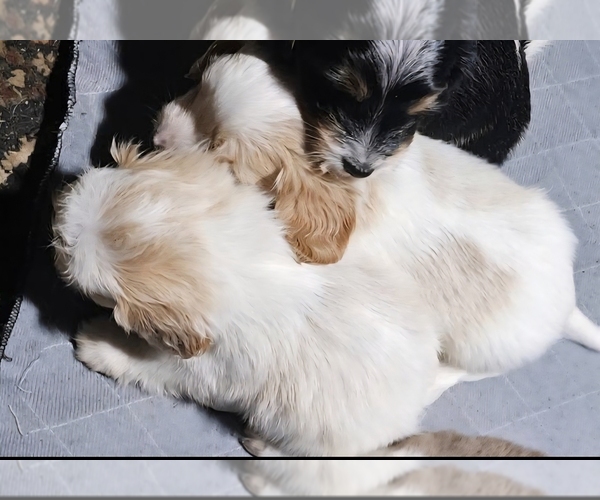 Medium Photo #1 Schweenie Puppy For Sale in BOWLING GREEN, KY, USA