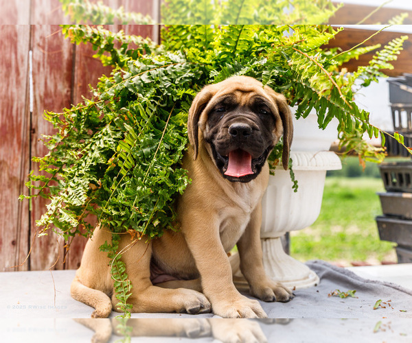 Medium Photo #13 Mastiff Puppy For Sale in WAKARUSA, IN, USA