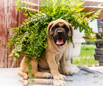 Puppy Hadley Mastiff