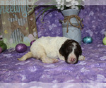 Small Photo #2 Poodle (Standard) Puppy For Sale in CHANUTE, KS, USA
