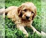 Small Photo #9 Labradoodle Puppy For Sale in BURTON, OH, USA