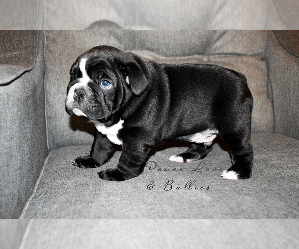 Medium Photo #7 English Bulldog Puppy For Sale in DERBY, KS, USA