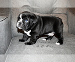 Small Photo #7 English Bulldog Puppy For Sale in DERBY, KS, USA