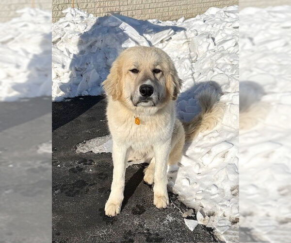 Medium Photo #2 Golden Pyrenees Puppy For Sale in Genesee, WI, USA