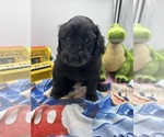 Small Photo #3 Goldendoodle Puppy For Sale in NORTH SMITHFIELD, RI, USA