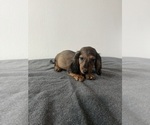 Small Photo #3 Dachshund Puppy For Sale in DAYTONA BEACH, FL, USA
