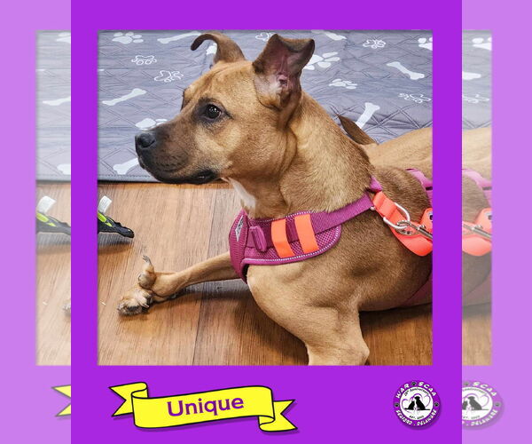 Medium Photo #1 Mutt Puppy For Sale in Seaford, DE, USA