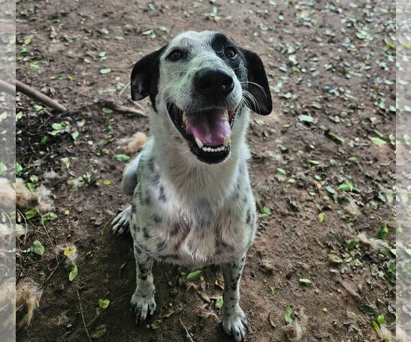 Medium Photo #1 Pointer-Unknown Mix Puppy For Sale in Anniston, AL, USA