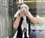 Small #1 Poodle (Toy)-Sheepadoodle Mix