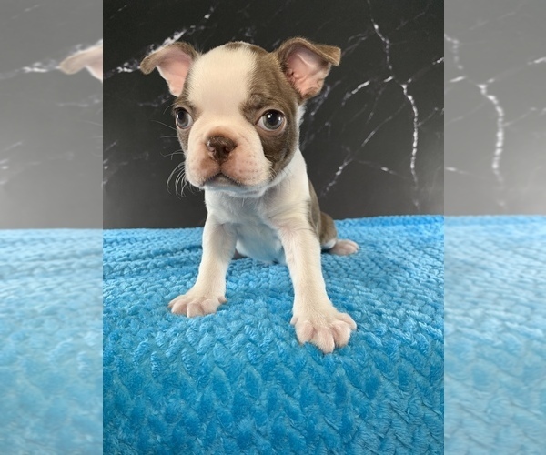 Medium Photo #18 Boston Terrier Puppy For Sale in TULARE, CA, USA