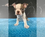 Small #17 Boston Terrier
