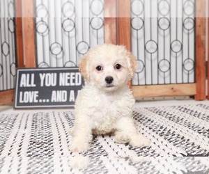Poochon Puppy for sale in NAPLES, FL, USA