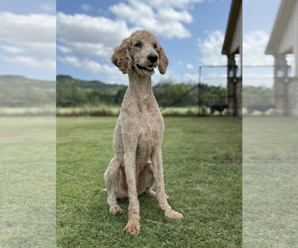 Medium Photo #3 Poodle (Standard) Puppy For Sale in PIPE CREEK, TX, USA