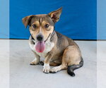 Small #1 Chinese Shar-Pei Mix