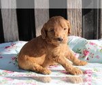 Small Photo #4 Goldendoodle (Miniature) Puppy For Sale in BLOOMINGTON, IN, USA