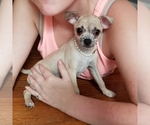 Small Photo #1 Chihuahua Puppy For Sale in CHESAPEAKE, VA, USA