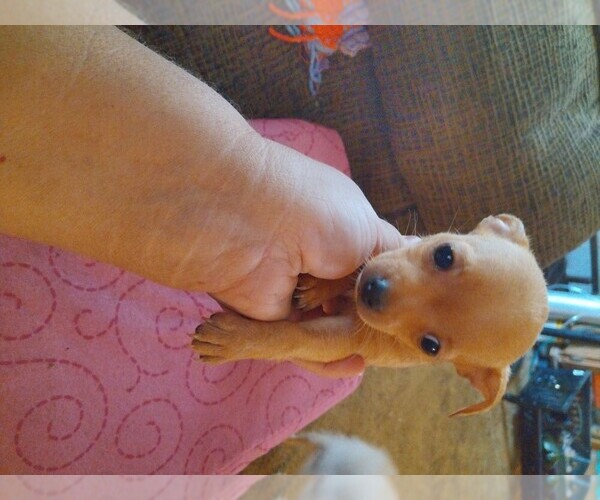 Medium Photo #1 Chorkie Puppy For Sale in TRENTON, MO, USA