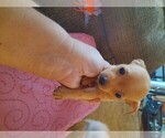 Small Photo #1 Chorkie Puppy For Sale in TRENTON, MO, USA