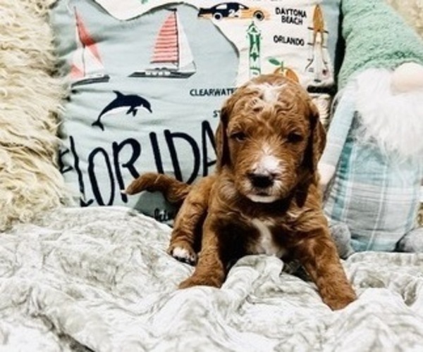 Medium Photo #2 Goldendoodle Puppy For Sale in MIAMI LAKES, FL, USA
