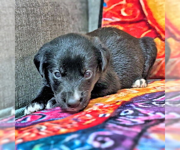Medium Photo #2 Golden Retriever-Unknown Mix Puppy For Sale in Rutherfordton, NC, USA