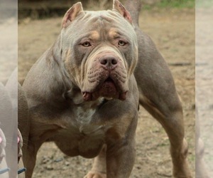 Father of the American Bully puppies born on 01/01/2023