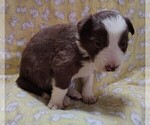 Small #2 Border Collie